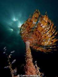 Bispira volutacornis
SUNBEAM by Cumhur Gedikoglu 
